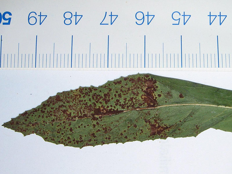 Puccinia pulverulenta sur Epilobium hirsutum